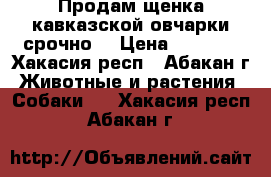 Продам щенка кавказской овчарки срочно! › Цена ­ 2 000 - Хакасия респ., Абакан г. Животные и растения » Собаки   . Хакасия респ.,Абакан г.